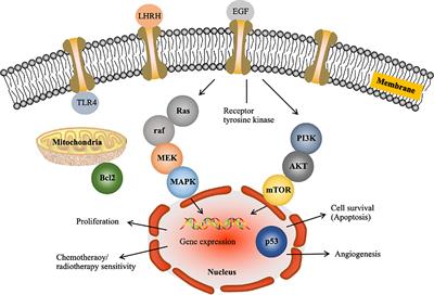 Recent Progress in Understanding the Action of Natural Compounds at Novel Therapeutic Drug Targets for the Treatment of Liver Cancer